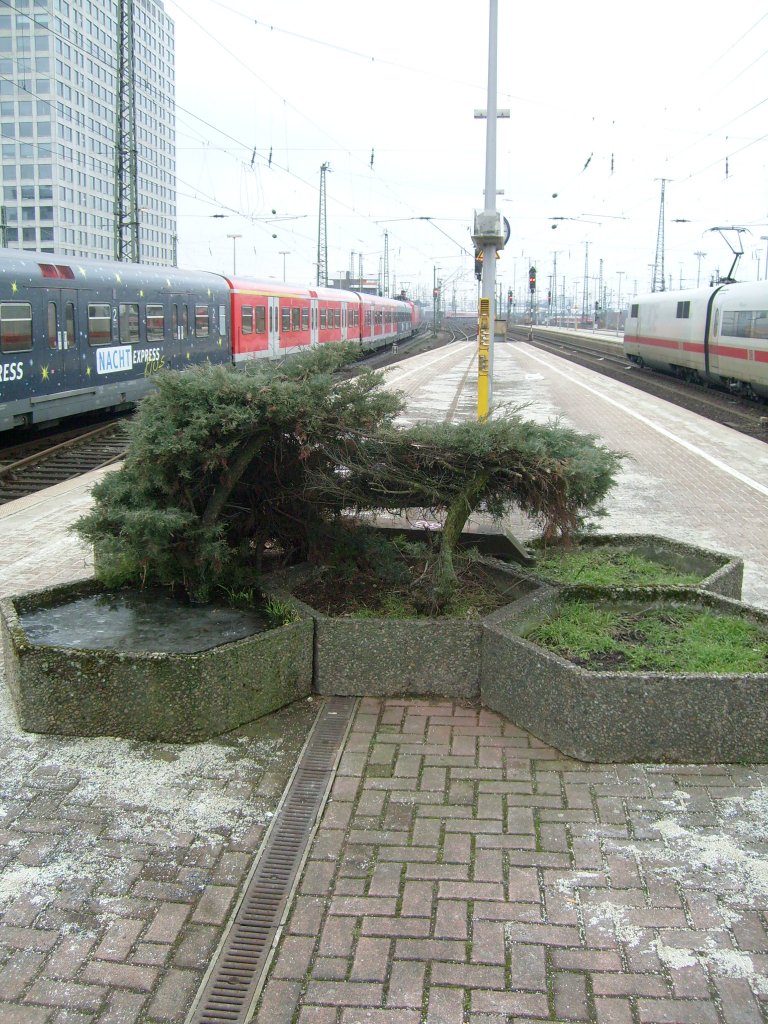 Hier zumindest der Versuch ein paar Pflanzen auf den Bahnsteig zu bringen. Hier im Dortmunder Hbf am S-Bahnsteig 7/8.